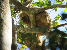 Família de macacos-bugios, animal ameaçado de extinção, é flagrada durante os estudos