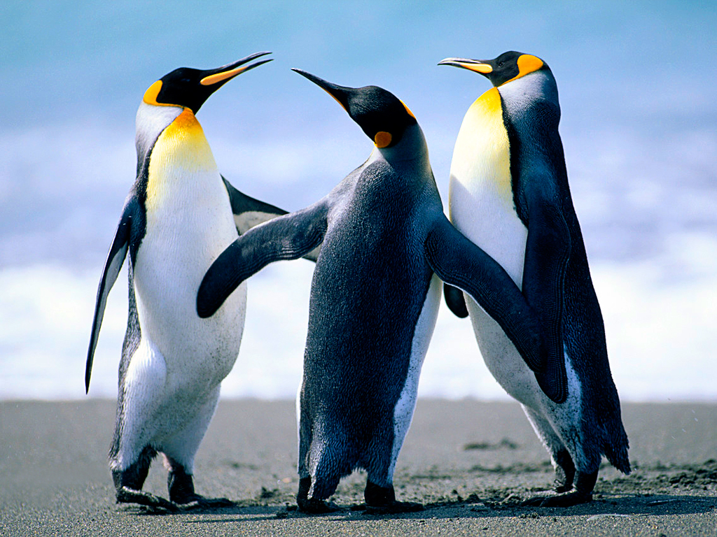 Penguins.jpg - 759.6 kb